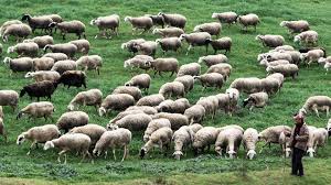 ευλογιάς αιγοπροβάτων